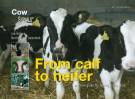 From calf to heifer