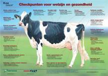 Poster Koesignalen - Gezonde koe