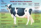 Poster Cow Signals - Healthy Cow
