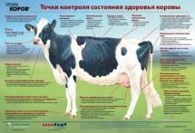 Точки контроля состояния здоровья коровы