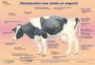 Poster Koesignalen - Zieke koe