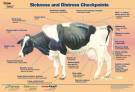 Poster Cow Signals - Sickness and distress checkpoints