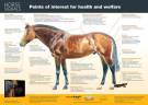 Horse Signals poster - Health and welfare - US edition