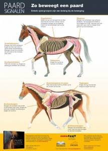 Paardsignalenposter - Spieren