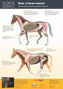 Horse Signals poster - How a horse moves