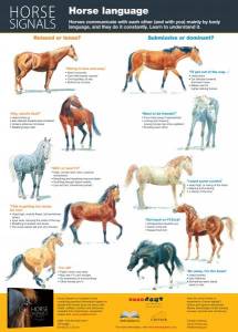 Horse Signals poster - Horse language