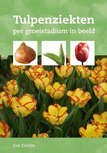 Tulpenziekten