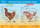 Poster Poultry Signals - 50 Point Health and Welfare Check