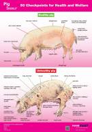 Poster Pig Signals - 50 Checkpoints for Health and Welfare