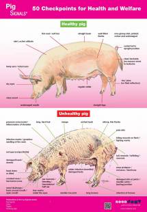 Poster Pig Signals - 50 Checkpoints for Health and Welfare