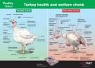 Poster Turkey Signals - Turkey health and welfare check