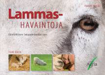 Lammashavaintoja