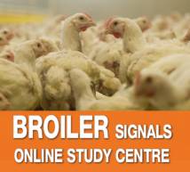 Broiler Signals Extended e-learning