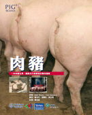 肉豬