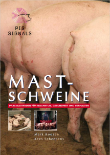 Mastschweine