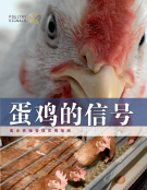 蛋鸡的信号