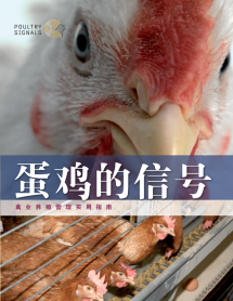 蛋鸡的信号