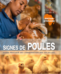 Signes de poules Edition Africaine